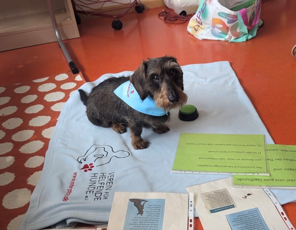 Vorlesehund Franzl sitz auf seiner Decke, bei Vorbereitung einer Vorlesestunde